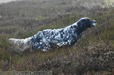 Setter Anglais UPPERWOOD ZEUS OF WOUNDALES